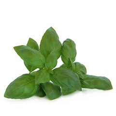 Image showing Basil Herb Leaf Sprig