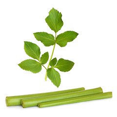 Image showing Angelica Herb Leaf and Stems  