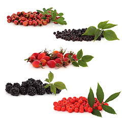 Image showing Wild Fruit Collection