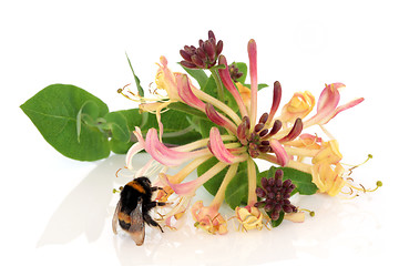 Image showing Honeysuckle Flower and Bee