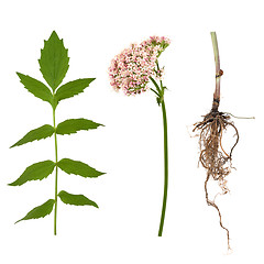 Image showing Valerian Leaf, Root and Flower