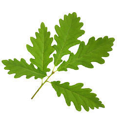 Image showing Oak Leaf Sprig