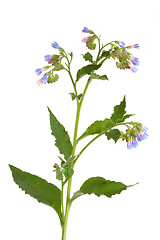 Image showing Comfrey Herb with Flowers