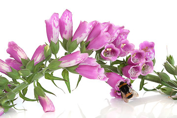 Image showing  Bee and Foxglove Flowers