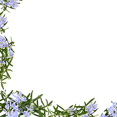 Image showing Rosemary Herb Flower Frame