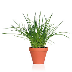 Image showing Chive Herb Plant