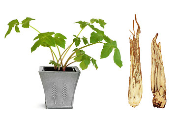 Image showing Angelica Herb and Root