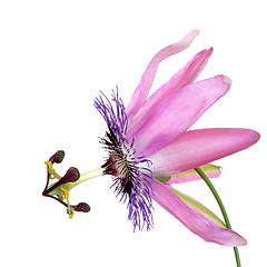 Image showing Passion Flower Beauty