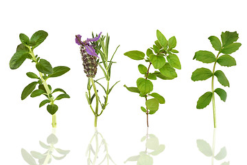 Image showing Herb Leaf Selection