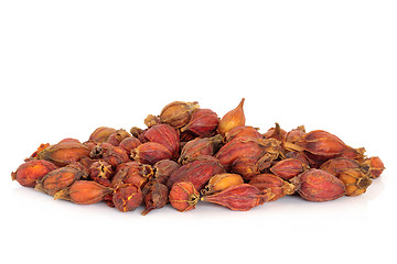 Image showing Dried Gardenia Fruit