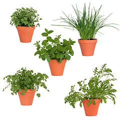 Image showing Herbs in Pots