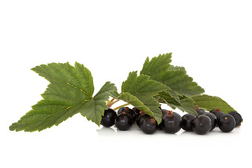 Image showing Blackcurrant Fruit