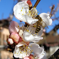 Image showing Bee fetching nectar from flower