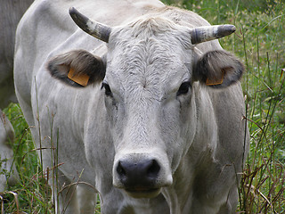 Image showing Cow cattle