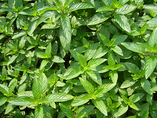 Image showing Peppermint