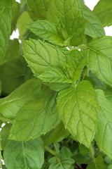 Image showing Mint Herb Leaves