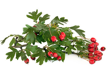 Image showing Hawthorn Berries