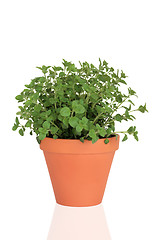 Image showing Marjoram Herb Plant