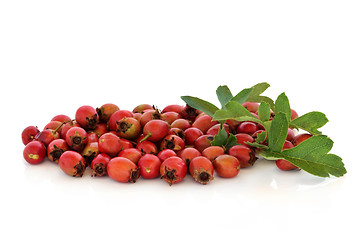 Image showing Hawthorn Berries