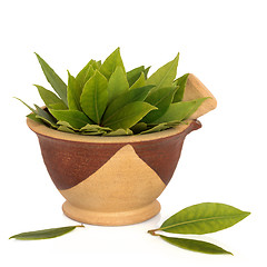 Image showing Bay Leaf Herb