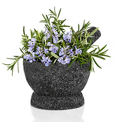 Image showing Rosemary Herb in Flower