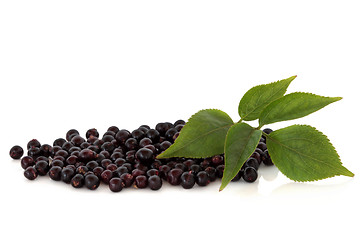 Image showing Elderberry Fruit