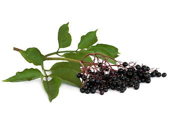 Image showing Elderberry Fruit