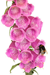 Image showing Bee and Foxglove Flower
