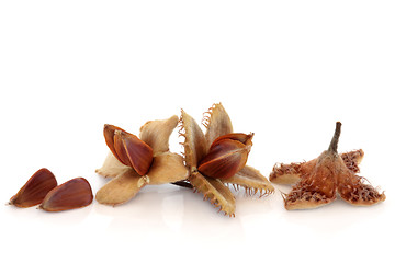 Image showing Beech Nuts