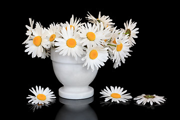 Image showing Daisy Flower Beauty