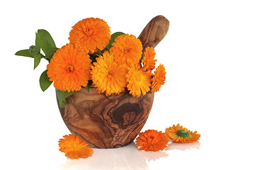 Image showing Marigold Flowers