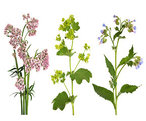 Image showing Medicinal Herbs in Flower