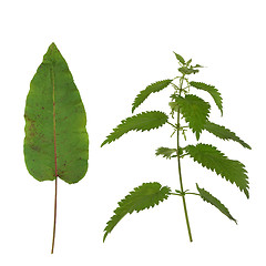 Image showing Dock Leaf and Stinging Nettle