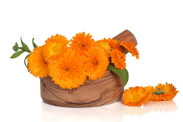 Image showing Marigold Flowers