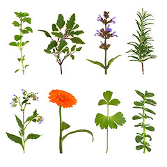 Image showing Herb Leaf and Flower Selection