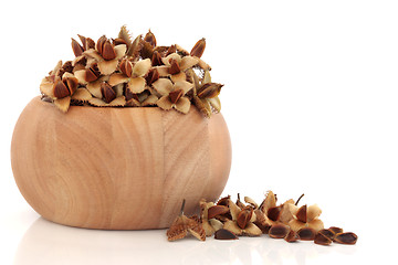 Image showing Beech Nuts