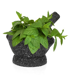 Image showing Mint Herb Leaves