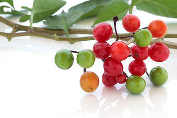 Image showing Deadly Nightshade