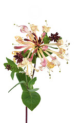 Image showing Honeysuckle Flower