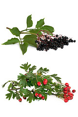 Image showing Hawthorn and Elderberry Fruit