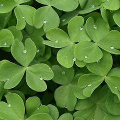 Image showing Shamrock