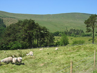 Image showing Sheep in Brecon Beacons