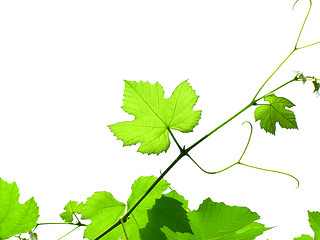 Image showing Vine