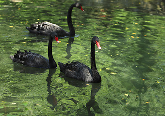 Image showing Group of black swans
