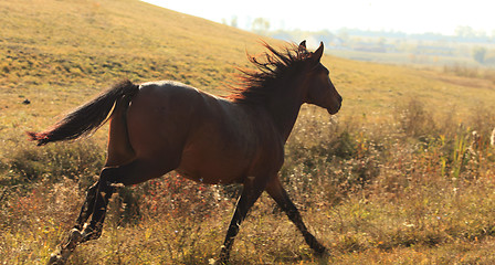 Image showing Horse running