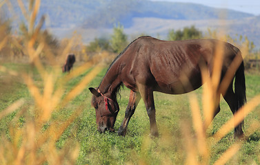 Image showing Horse grazing