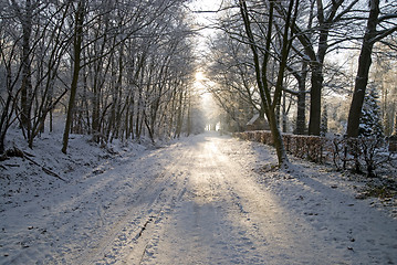 Image showing Avenue in snow-covered park.