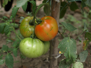 Image showing Tomato