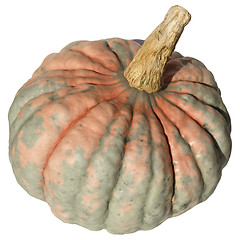 Image showing Pumpkin