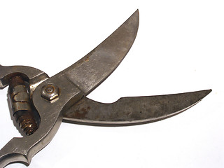 Image showing poultry shears